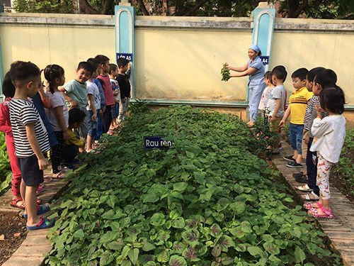 Cô và trò lớp MGN B2 trường mầm non Phúc Đồng hào hứng tham gia hoạt động thu hoạch rau trong vườn.